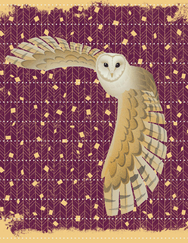 Barn Owl